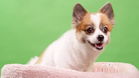 Cute-dog-posing-for-video-in-the-studio-with-chroma-key-background-3