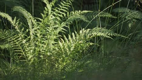 A-close-up-shot-of-the-lush-green-fern-lit-by-the-rising-sun