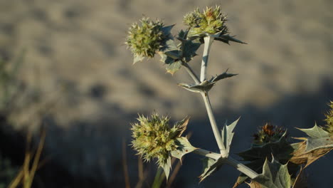 Close-up-of-sea-holly-in-bloom,-eryngium-maritimum,-growing-on-sand-dunes,-apiaceae-family