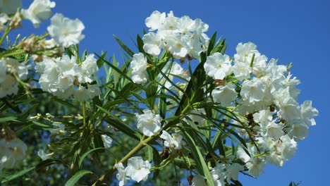 Blühende-Zweige-Des-Weißen-Oleander-Neriumbaums-Unter-Dem-Blauen-Himmel