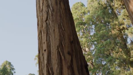 Grand-Redwood-old-ancient-tree-shot-diagonal-intimidating-pan-up-perspective