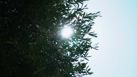 Mid-day-sun-glittering-with-bright-stars-through-the-green-branches-of-an-olive-tree-with-fruit-waving-in-a-strong-wind