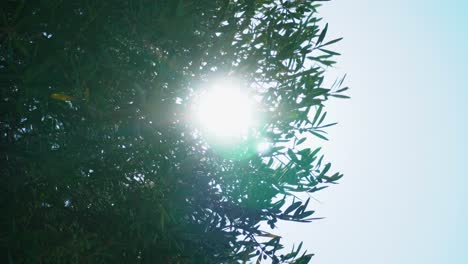 Powerful-mid-day-sunshine-passing-through-olive-leaves-with-fruit