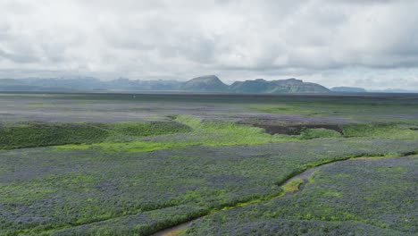 Flying-Towards-Road-Number-One-Above-Vibrant-And-Full-Bloom-Lupine-Fields-In-South-Iceland