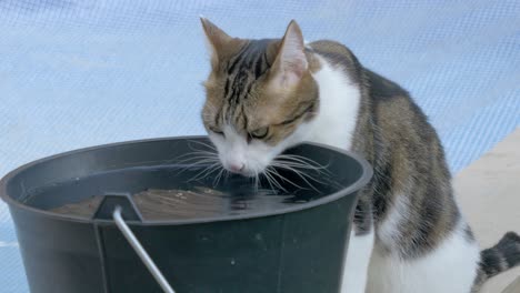 Eine-Katze-In-Einem-Schwimmbad,-Die-Frisches-Wasser-Aus-Einem-Eimer-Trinkt