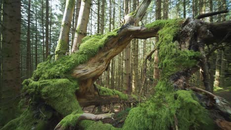 Ground-level-shot-of-the-moss-covered-tree-trunks-on-the-forest-floor