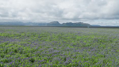 Campos-De-Flores-De-Lupino-Púrpura-Cerca-De-La-Carretera-De-Circunvalación-En-La-Costa-Sur-De-Islandia