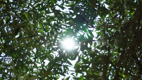 Sonnenlicht,-Das-Durch-Die-Zweige-Eines-Olivenbaums-Glänzt-Und-Funkelt,-Der-Sich-Im-Wind-Bewegt
