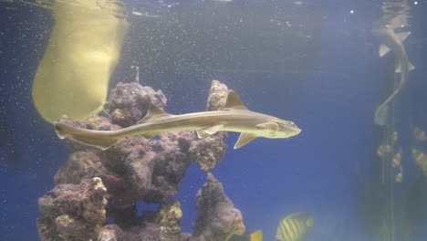 A-dusky-smooth-hound,-dogfish,-or-dog-shark-in-an-aquarium-swimming