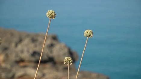 Tallos-Con-Flores-Redondas-De-Allium-Antonii-Bolosii-Es-Una-Especie-De-Cebolla-Silvestre-En-La-Familia-Amaryllis-Con-Mar-Azul-De-Fondo