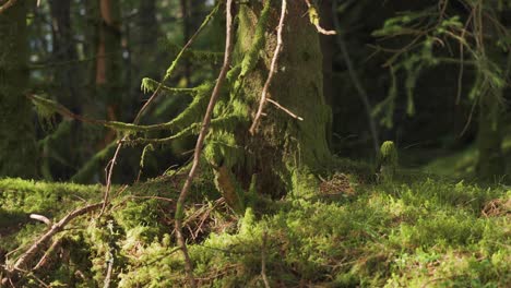 Ground-level-shot-of-the-enchanted-moss-covered-forest-floor
