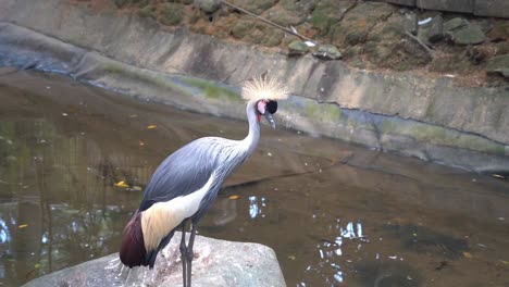Curious-grey-crowned-crane,-balearica-regulorum-spotted-at-riverside,-wondering-around-at-surrounding-environment,-bending-its-long-skinny-neck,-looking-into-the-water-at-bird-sanctuary-wildlife-park