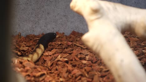 Small-black-headed-python-in-captivity