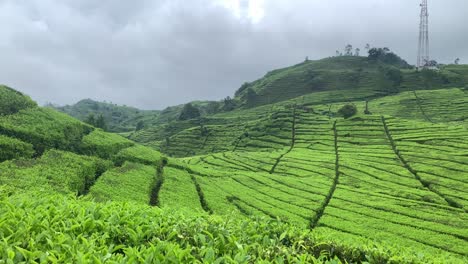 Tea-field-in-Ciwidey,-West-Java,-Indonesia