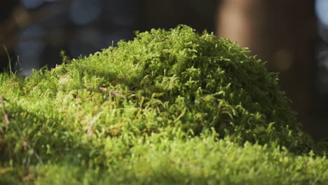 A-close-up-shot-of-the-moss-covered-forest-floor-with-a-blurry-background