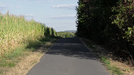 Bicycle-path-leading-through-german-countryside-next-to-a-cornfield-and-deciduous-trees-at-sunset