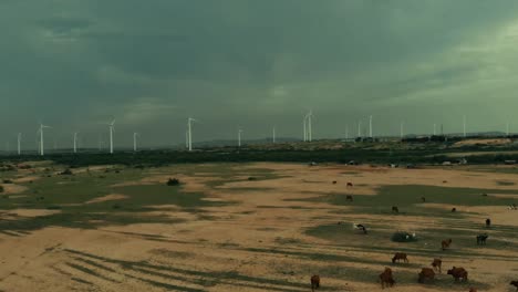 Antenne-Fliegt-über-Pferde,-Die-An-Land-Grasen,-Mit-Blick-Auf-Jhimpir-Windkraftanlagen-Im-Hintergrund-An-Bewölkten-Tagen