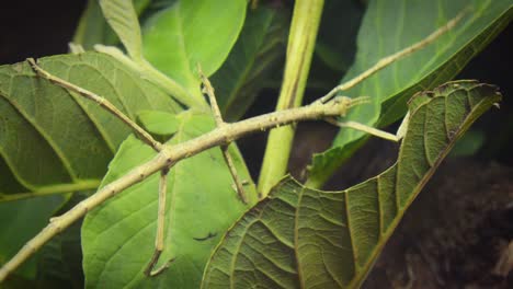 Macro-close-up-shot-of-moving-stick-insect-with-green-leaves-in-the-background