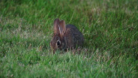 A-cottontail-rabbit-eats-grass-and-lifts-its-head-to-check-its-surroundings