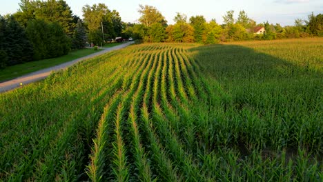 Aerial-Drone-Fly-Above-Corn-Stalk-Green-Yellow-Plantation-Field-Organic-Food