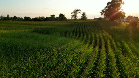Neat-rows-of-cornfield-in-countryside