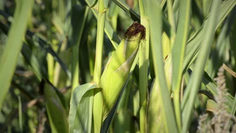 Close-up-of-unripe-green-corn-cob-inside-a-large-plantation