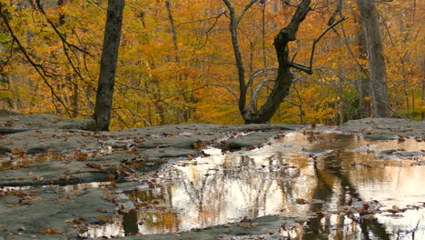 A-picturesque-scene-of-still-water-puddles-amongst-the-Autumn-leaf-covered-trees