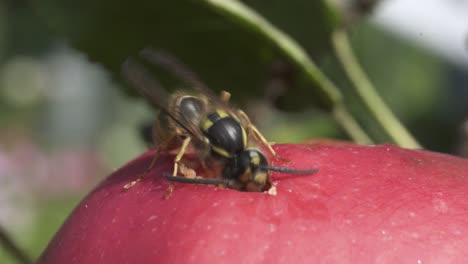 Nahaufnahme-Der-Wespe,-Die-Sich-Von-Frischen-Apfelfrüchten-Mit-Loch-Ernährt
