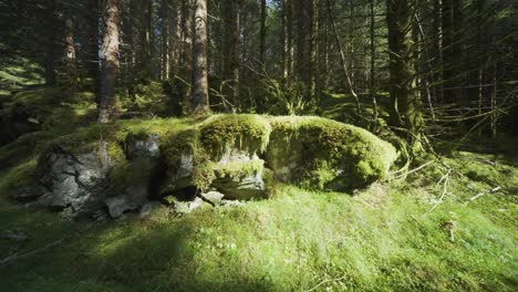 Ground-level-shot-of-the-moss-covered-forest-floor