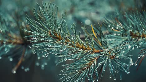 Delicate-needles-on-the-pine-tree-branch-beaded-with-raindrops