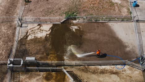 Man-spraying-water-to-clean-cattle-feces-from-concrete-floor-at-ranch,-aerial