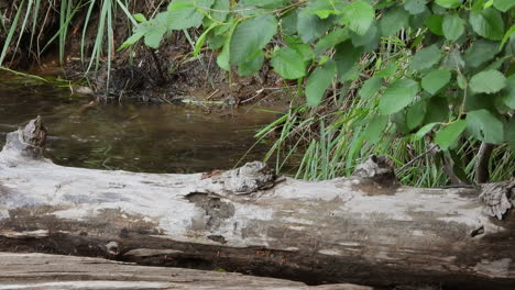 Close-up-of-North-American-Beaver,-playing-with-a-dry-twig-in-swamps-of-rainforest