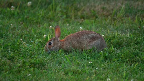 A-cottontail-rabbit-eats-in-grass,-while-crouching-low-to-the-ground,-providing-a-profile