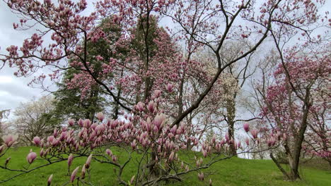 Close-up-wide-angle-view-of-fresh-pink-flowers-on-trees,-blossoming-during-spring-season