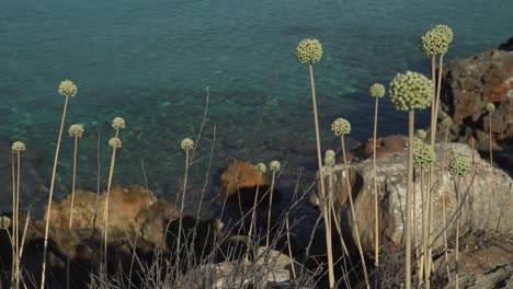 Flores-De-Cebolla-De-Mallorca-Que-Crecen-Cerca-Del-Mar-Mediterráneo