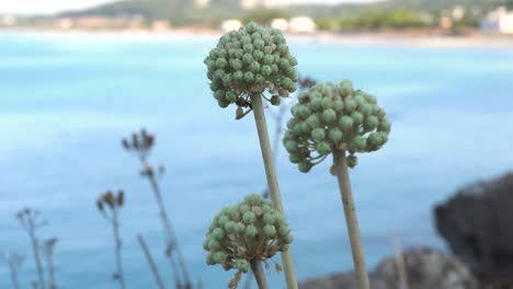 Round-flowers-of-wild-Allium-antonii-bolosii,-a-type-of-onion-in-the-Amaryllis-family,-commonly-called-the-Mallorca-onion
