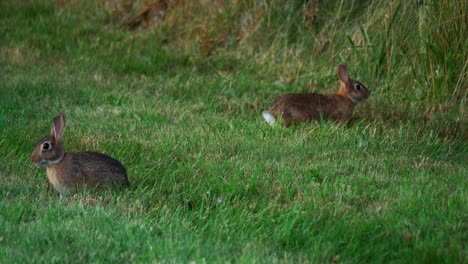 A-cottontail-rabbit-quickly-jumps-around-while-another-sits-in-a-green-field