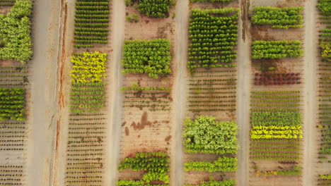 Aerial-perspective-moving-left-to-right-above-small-groups-of-tree-varieties-at-local-tree-farm