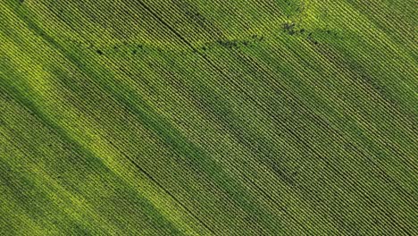 Endless-rows-in-massive-green-corn-field,-rotating-top-down-drone-shot
