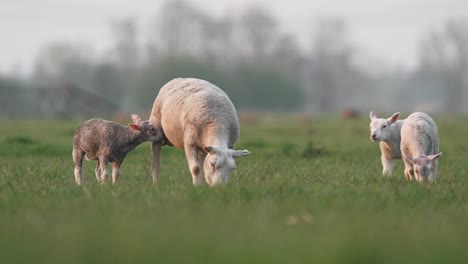 Ewe-with-her-young-lambs-grazing-in-lush-green-pasture,-low-angle-slomo