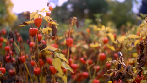 Orangefarbene-Glockenblumen-Im-Herbstgarten,-Während-Die-Menschen-Im-Hintergrund-Vorbeigehen