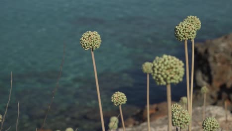 Closeup-of-Mallorca-onion-flowers,-blurred-Mediterranean-Sea-in-the-background