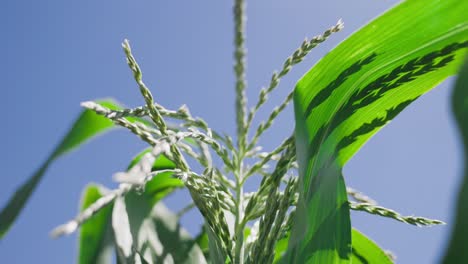 Flowering-of-corn-maize-plant-on-sunny-day,-low-angle,-close-up