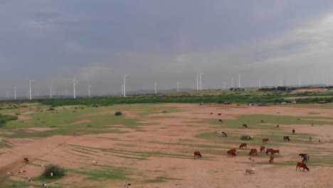Antenne-Fliegt-über-Pferde,-Die-An-Land-Grasen,-Mit-Blick-Auf-Jhimpir-Windturbinen-Im-Hintergrund