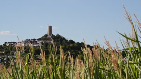 Vetzberg-castle-ruin-behind-corn-plants-waving-in-the-warm-summer-breeze