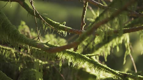 A-close-up-shot-of-the-hanging-moss-on-the-dead-tree-branches