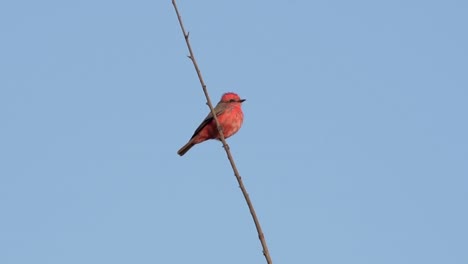 Male-Vermillion-Flycatcher-bird-perched