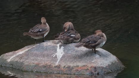 Three-ducks-preen-their-feathers-on-a-rock-as-a-river-flows-beneath-them