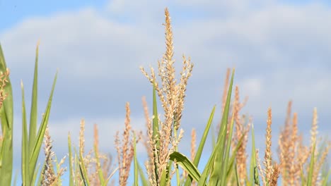 Die-Braunen-Spitzen-Reifender-Maispflanzen,-Die-An-Einem-Warmen-Sommerabend-Im-Wind-Wehen