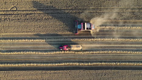 Top-Down-Aerial-View-of-Combine-Harvester-and-Grain-Cart-Wagon-in-Farming-Agricultural-Field,-High-Angle-Drone-Shot